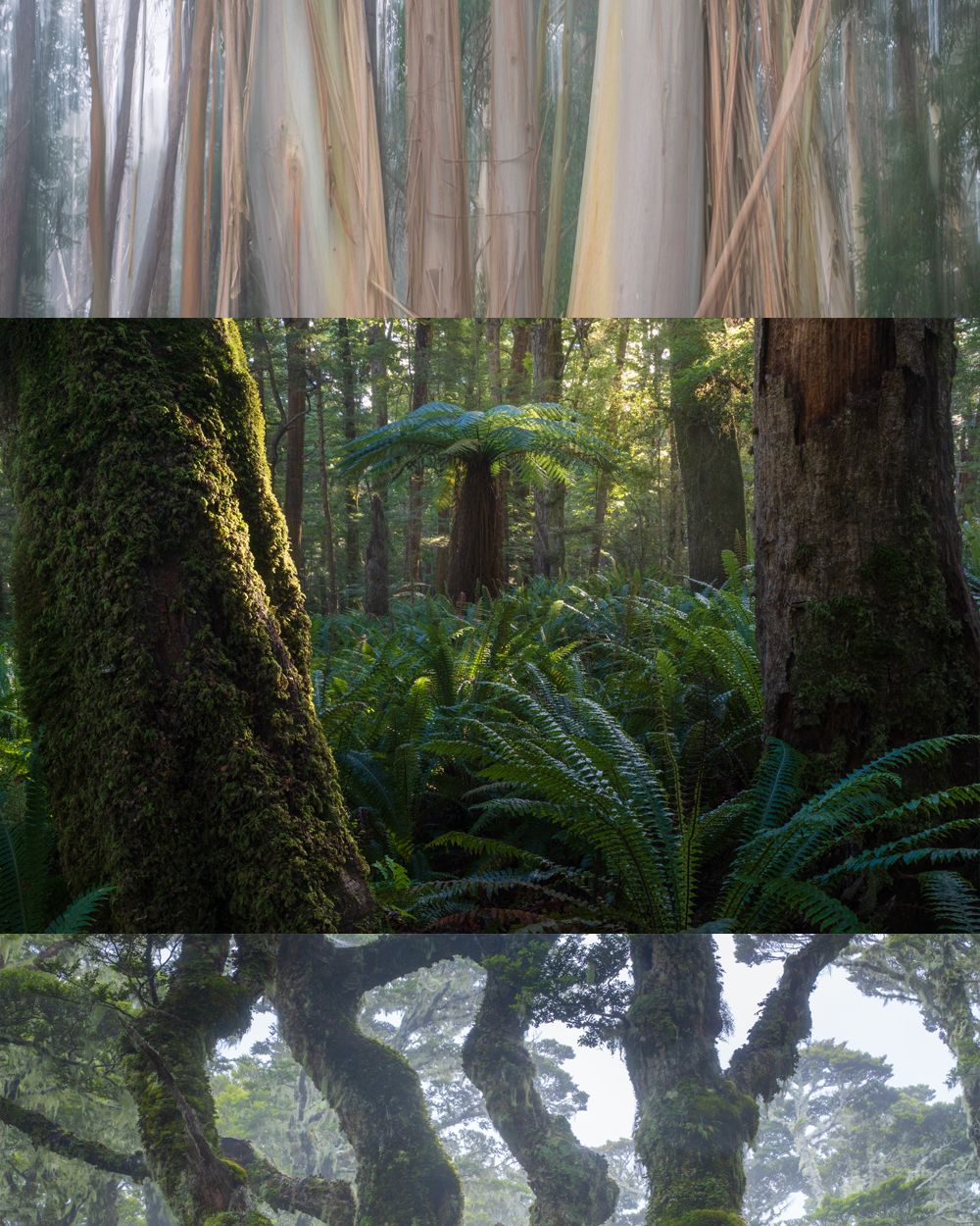 Forest course by william patino
