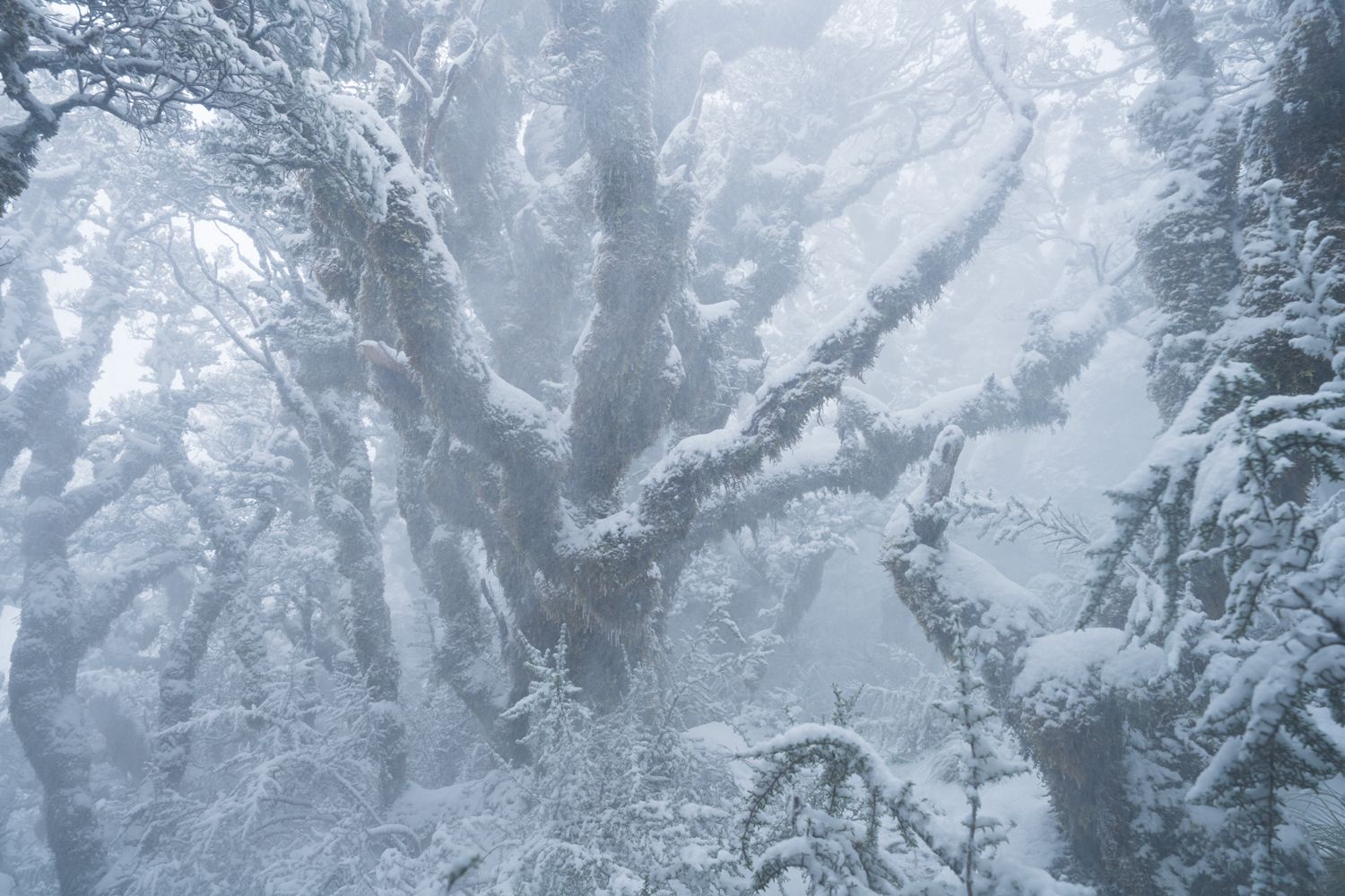Snow Ghost