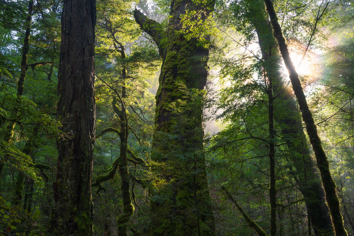 Piercing Of Light