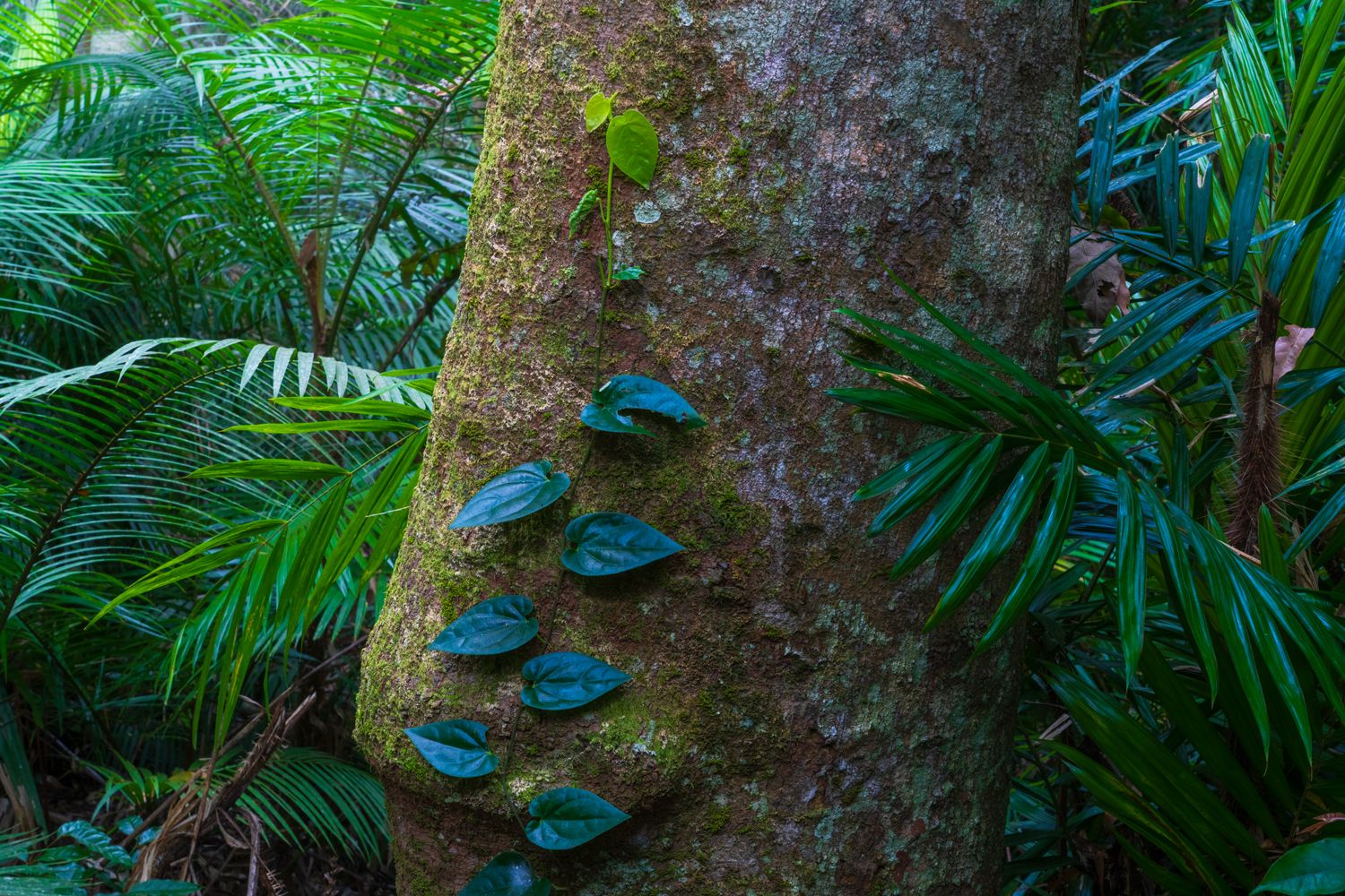 Epiphyte