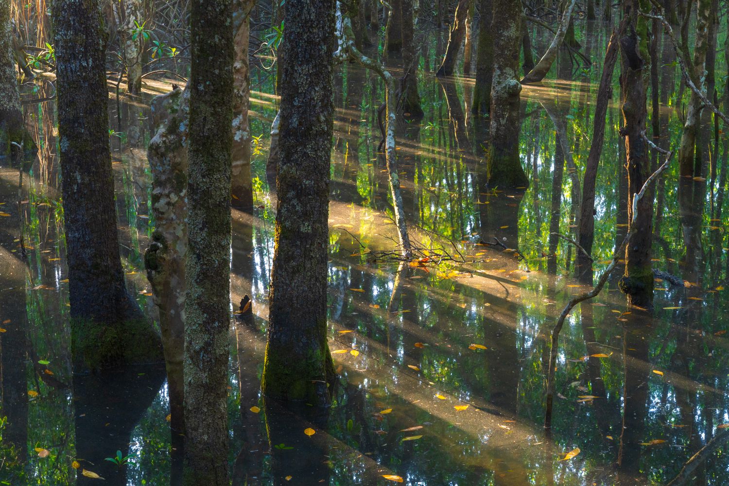 Tapestry Of Light