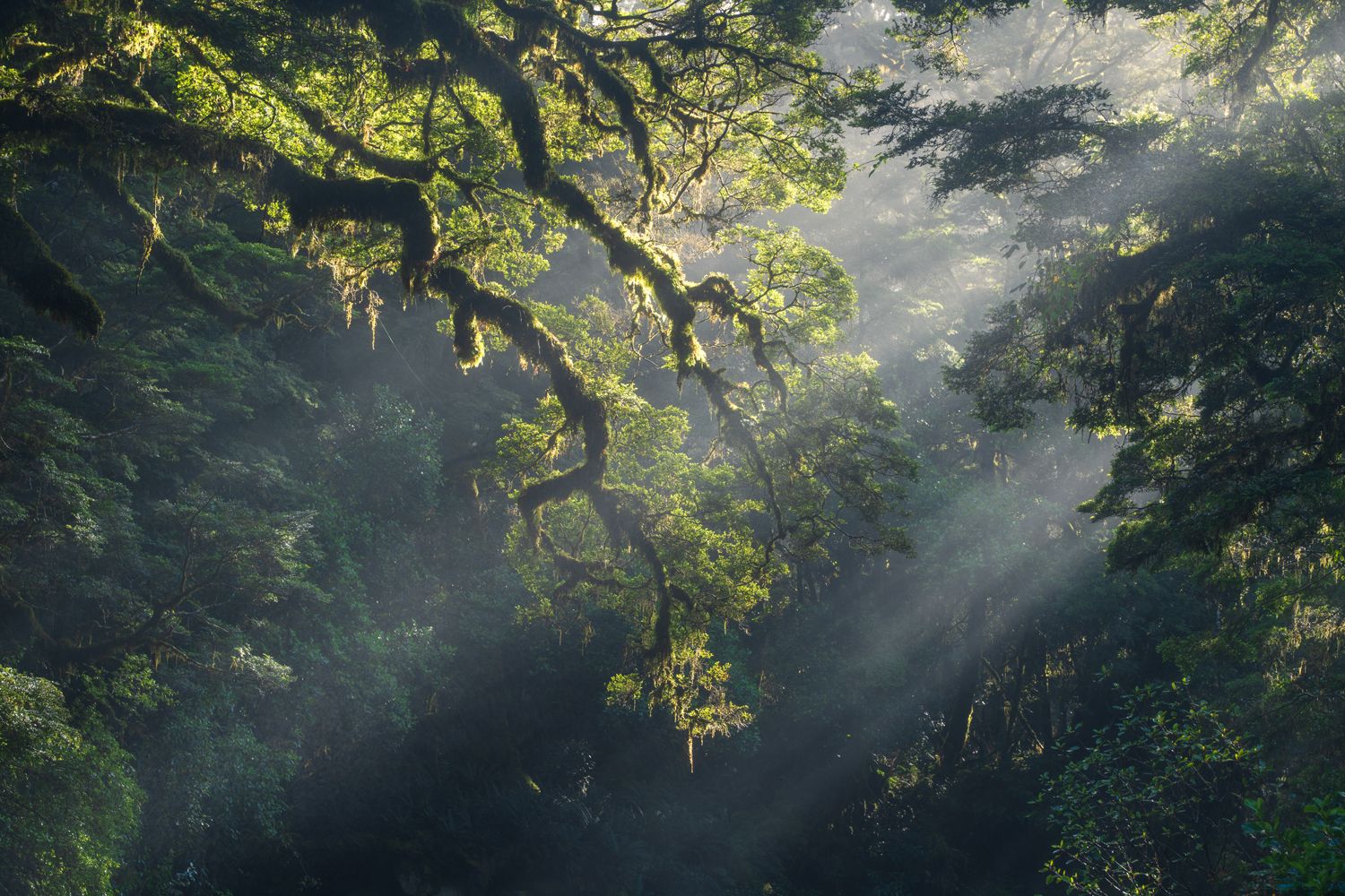 Fingers of light