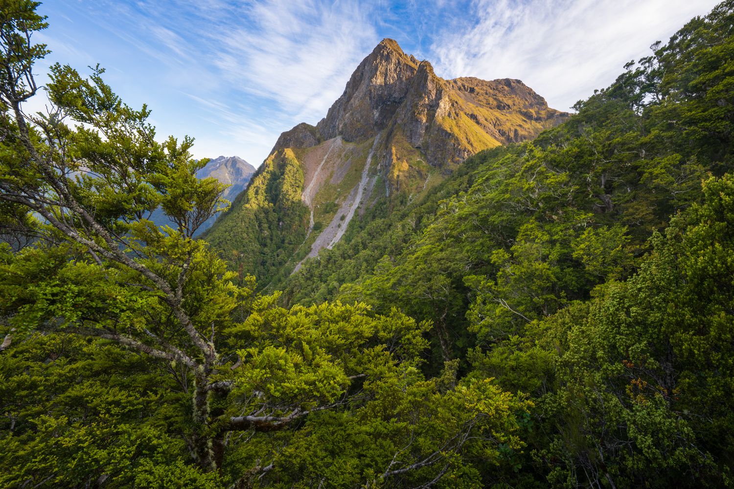 Above The Trees