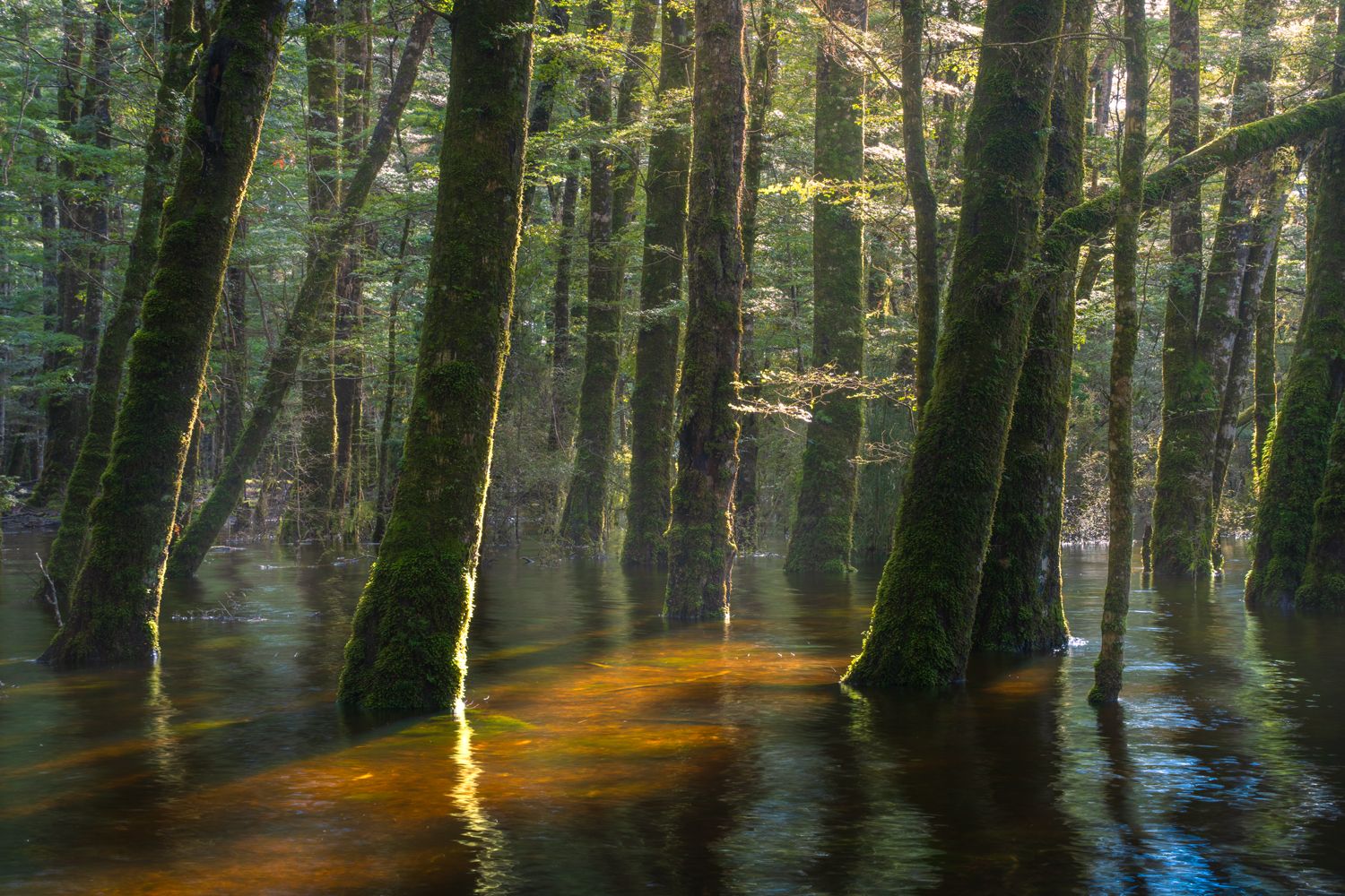 Floating Forest