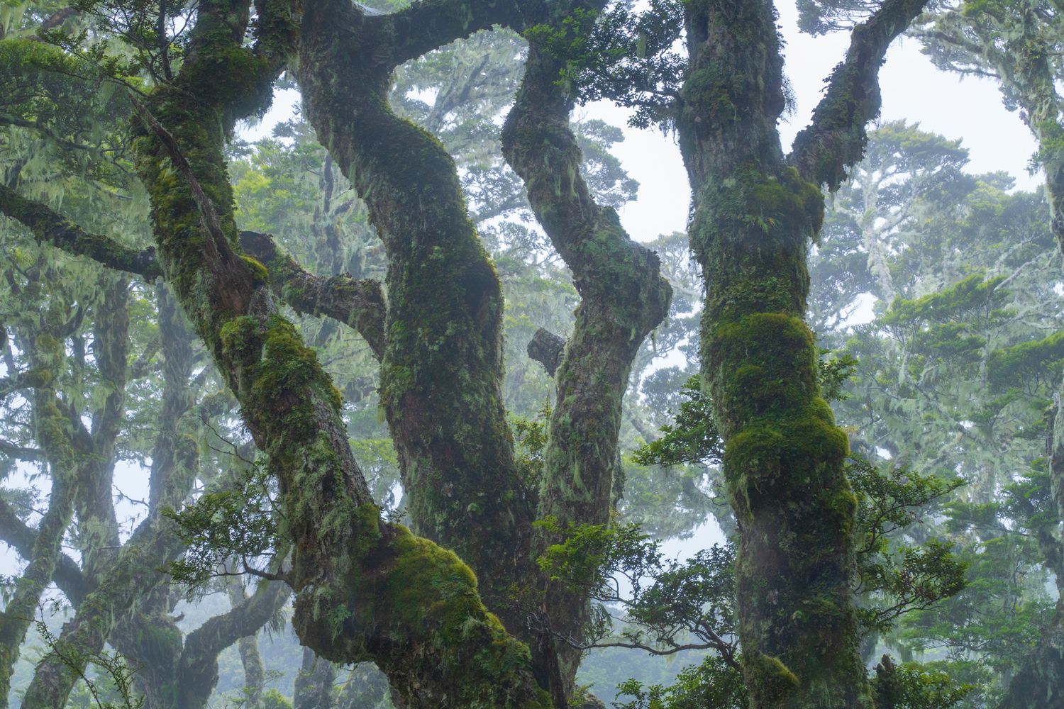 Cloud Forest