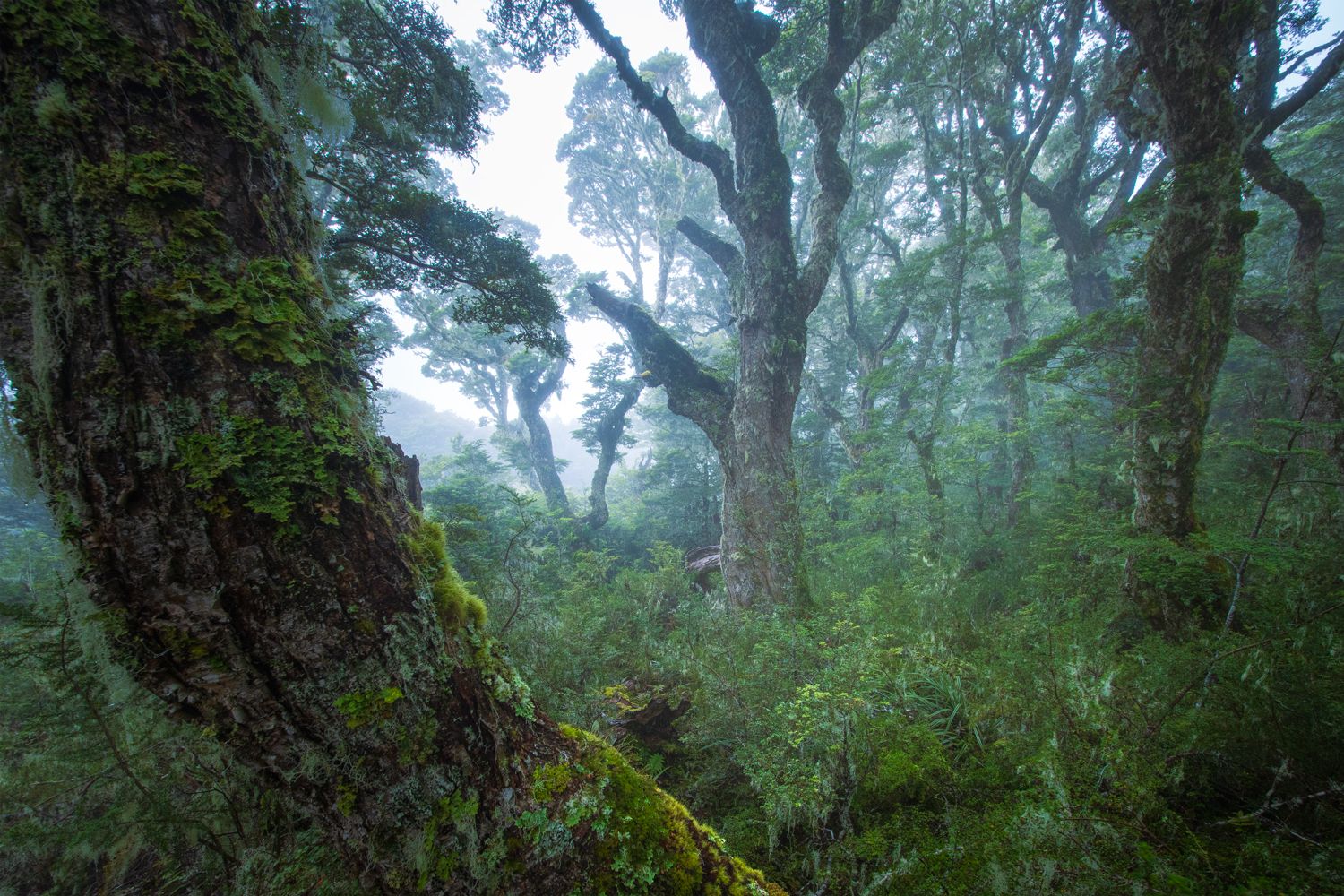 Sky Forest