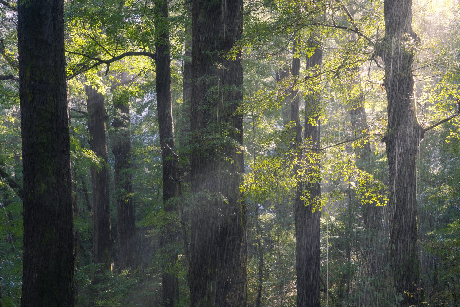 Rain Forest