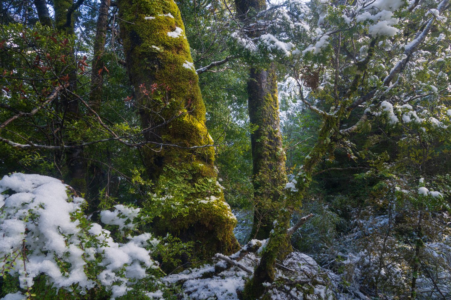 Narnia
