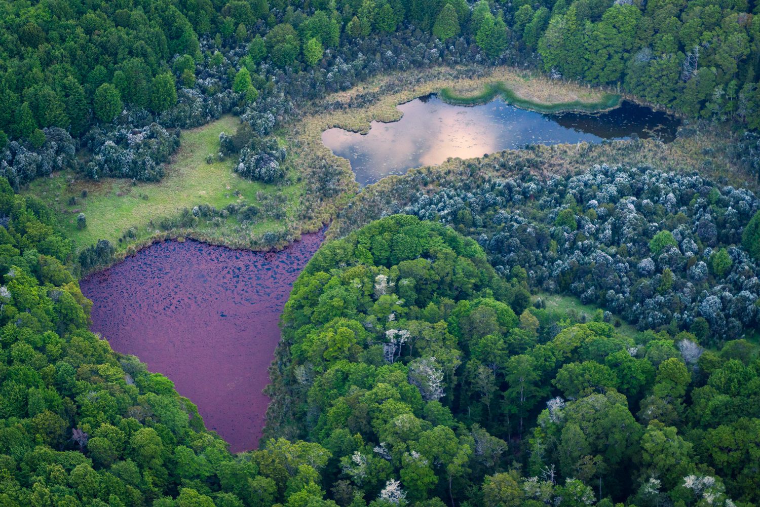 Marshland