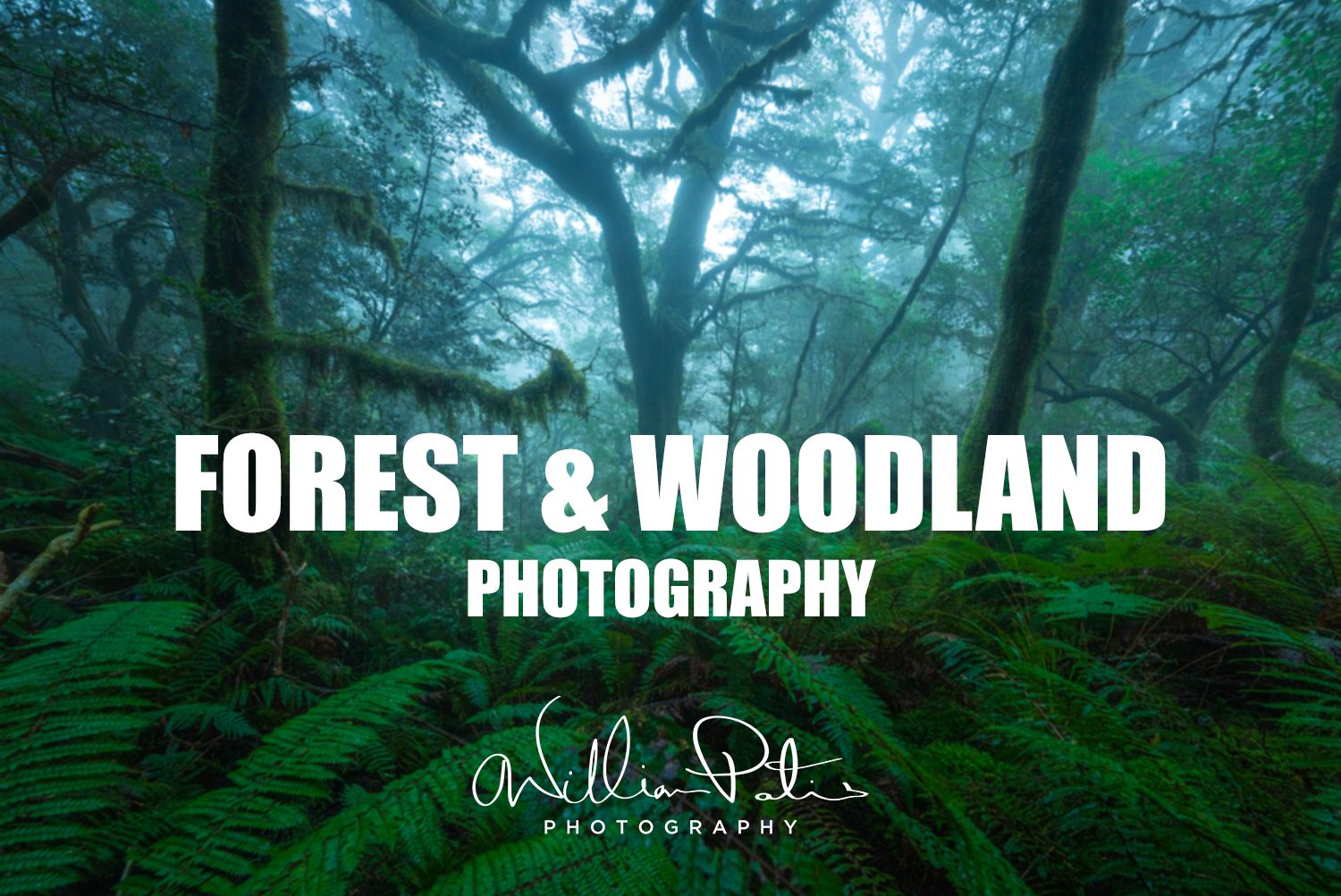 Forest And Woodlands