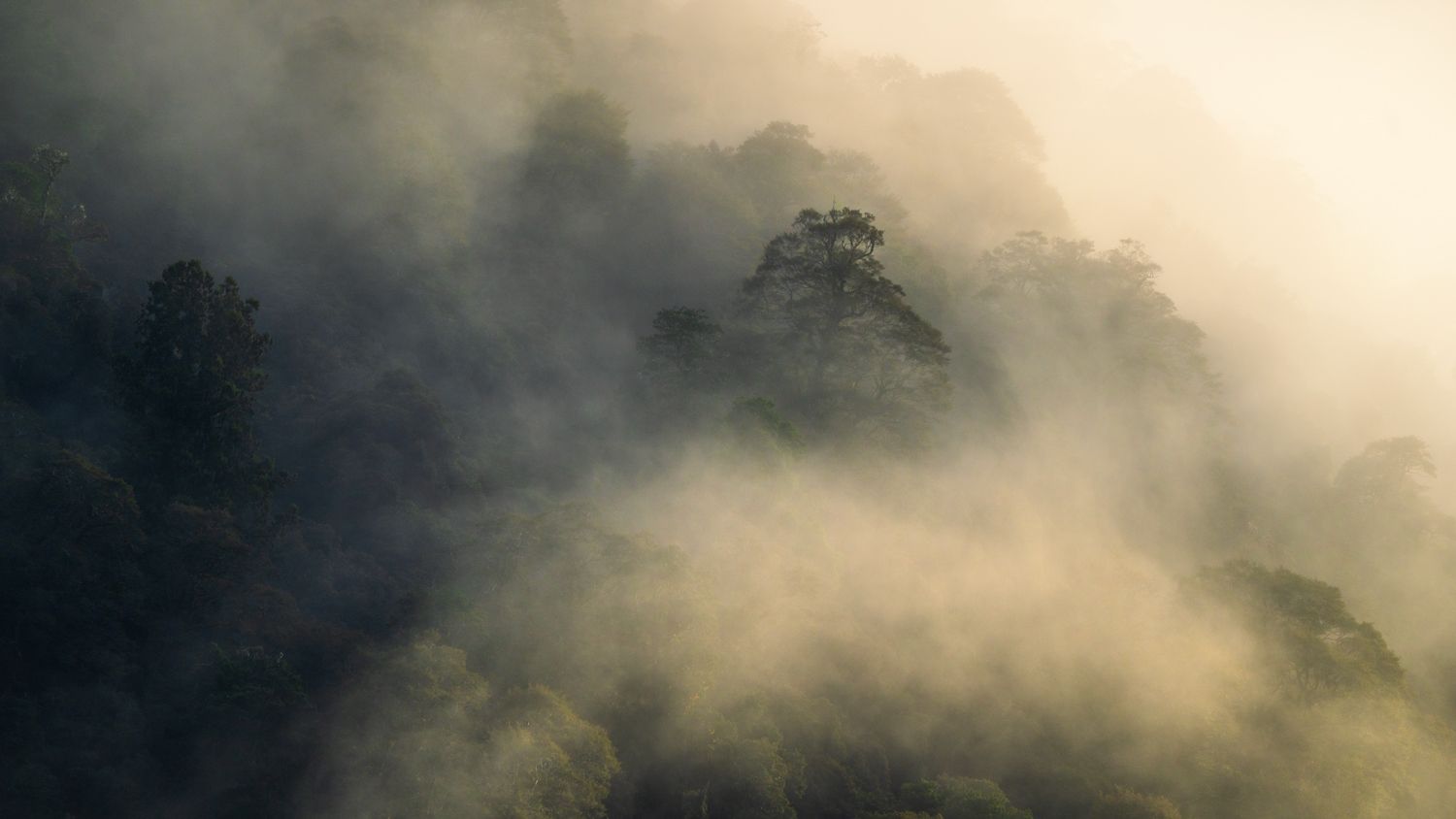 Morning Rise