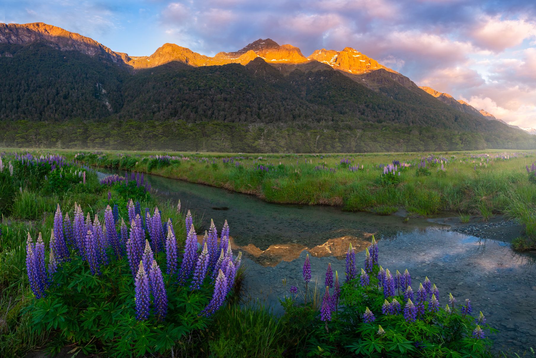 Morning meadow